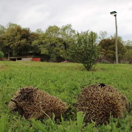 Quinta Da Devesa -b2 * ויניאיס