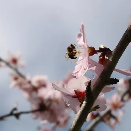 Quinta Da Devesa -b2 Виньяйш